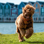 Support AirTag pour Chien Promenade