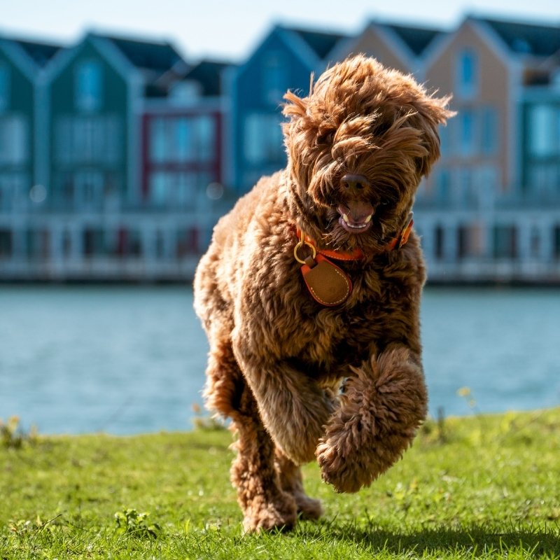 Support AirTag pour Chien Promenade