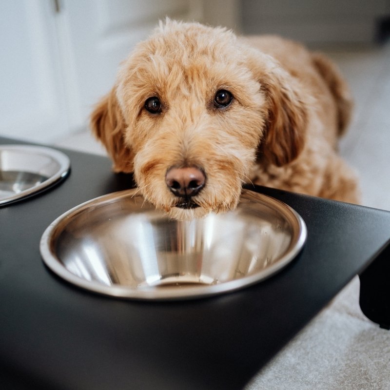 RICO - Support de gamelle pour chien