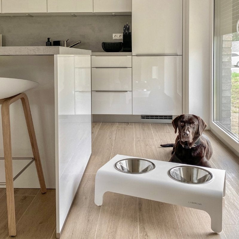 Support Gamelle Chien Croquettes Cuisine