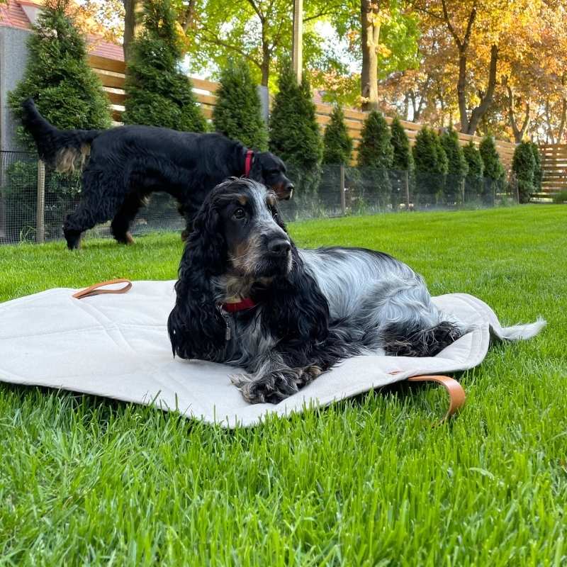 Tapis de Voyage pour Chien Confortable