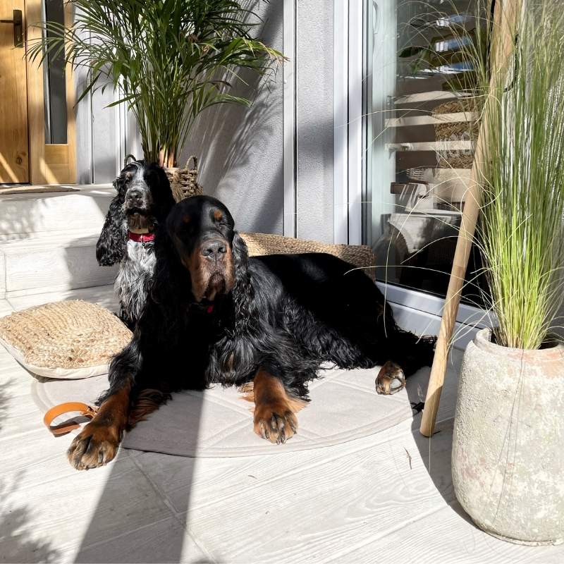 OKKA - Tapis de voyage pour chien