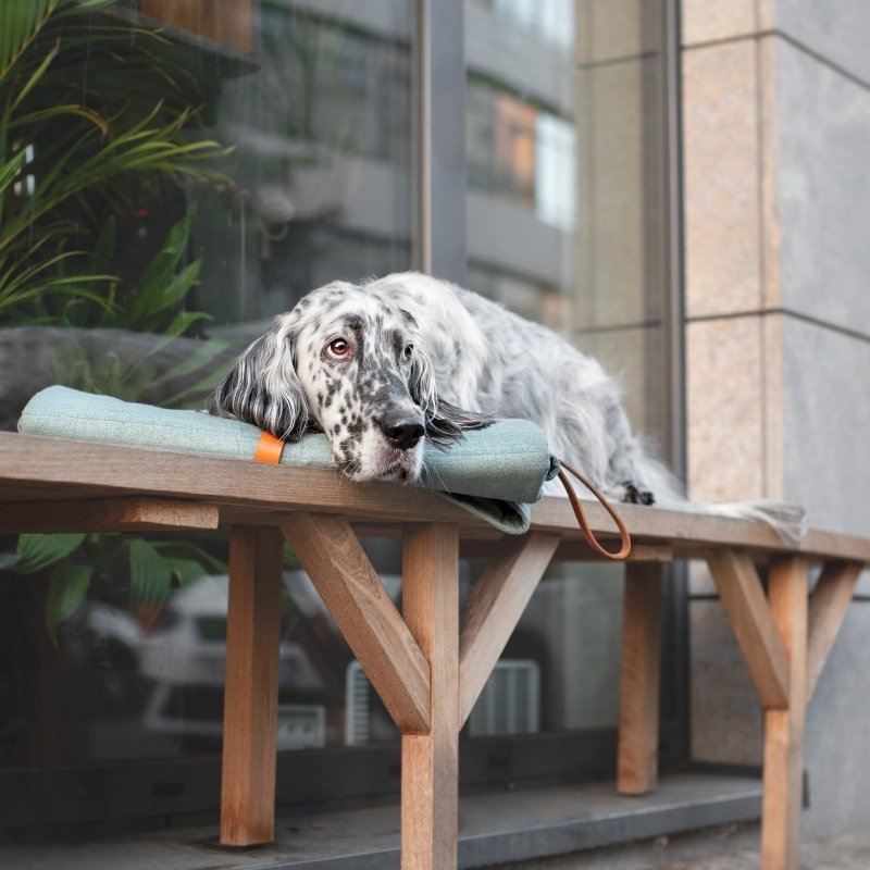 OKKA - Tapis de voyage pour chien