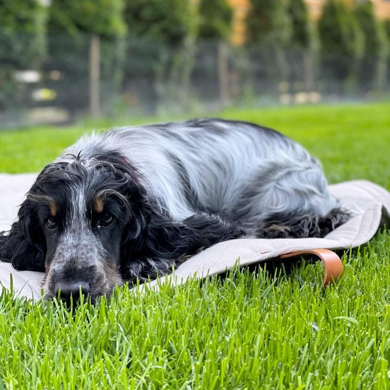 OKKA - Tapis de voyage pour chien