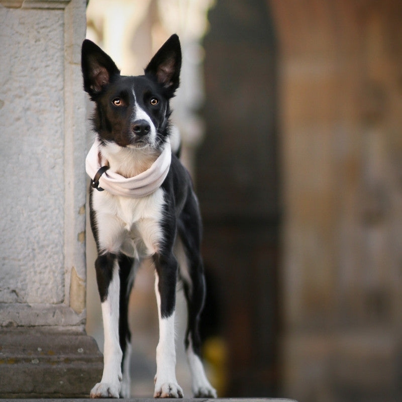 INKO - Tour de cou pour chien