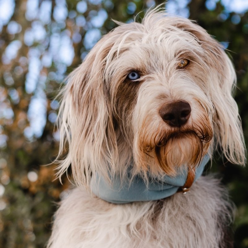 INKO - Tour de cou pour chien