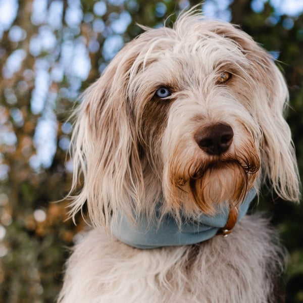 INKO - Tour de cou pour chien