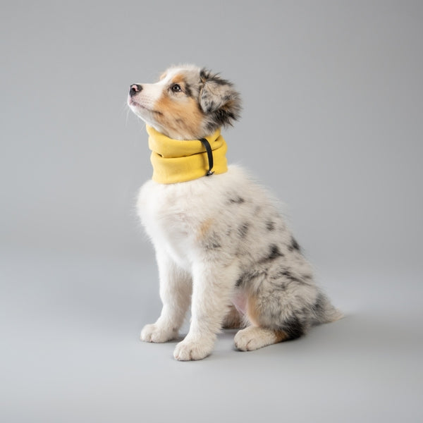 INKO - Tour de cou pour chien