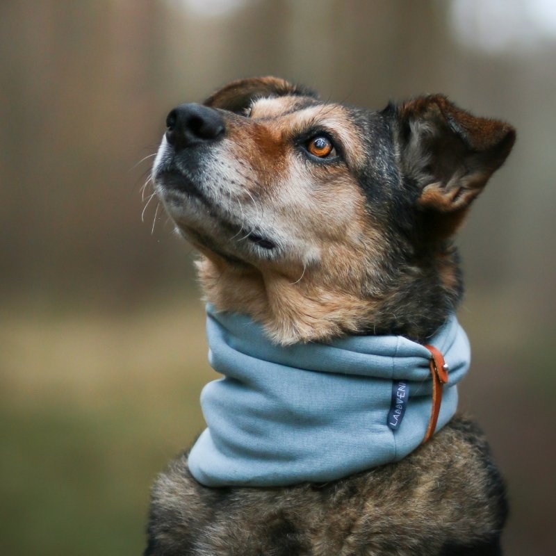 INKO - Tour de cou pour chien