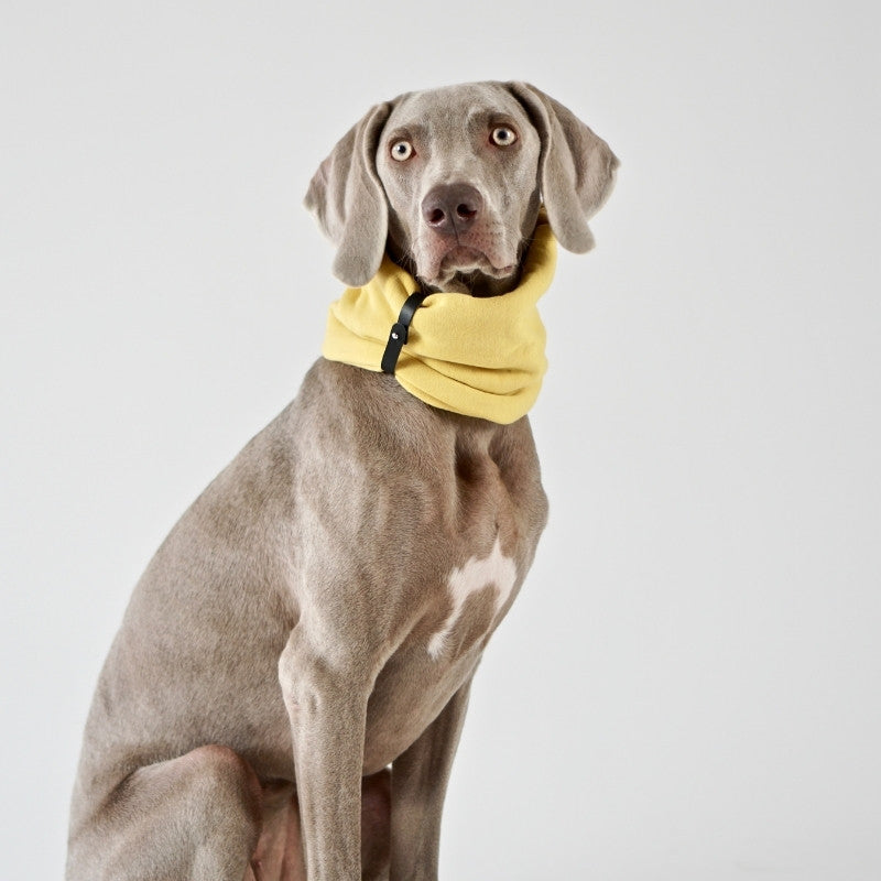 INKO - Tour de cou pour chien