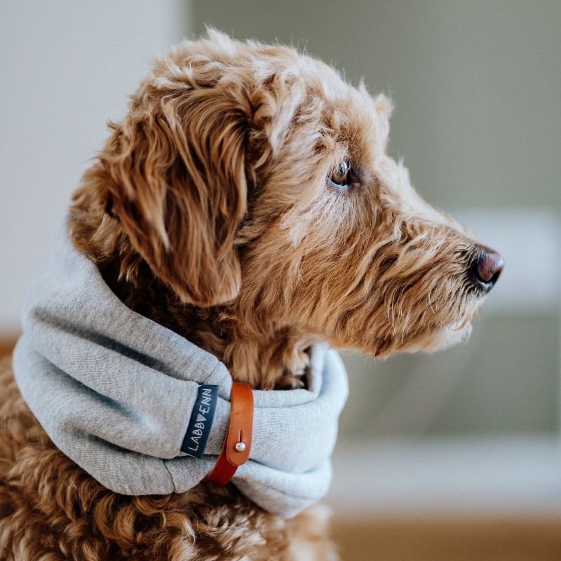 INKO - Tour de cou pour chien