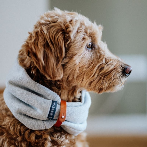 INKO - Tour de cou pour chien
