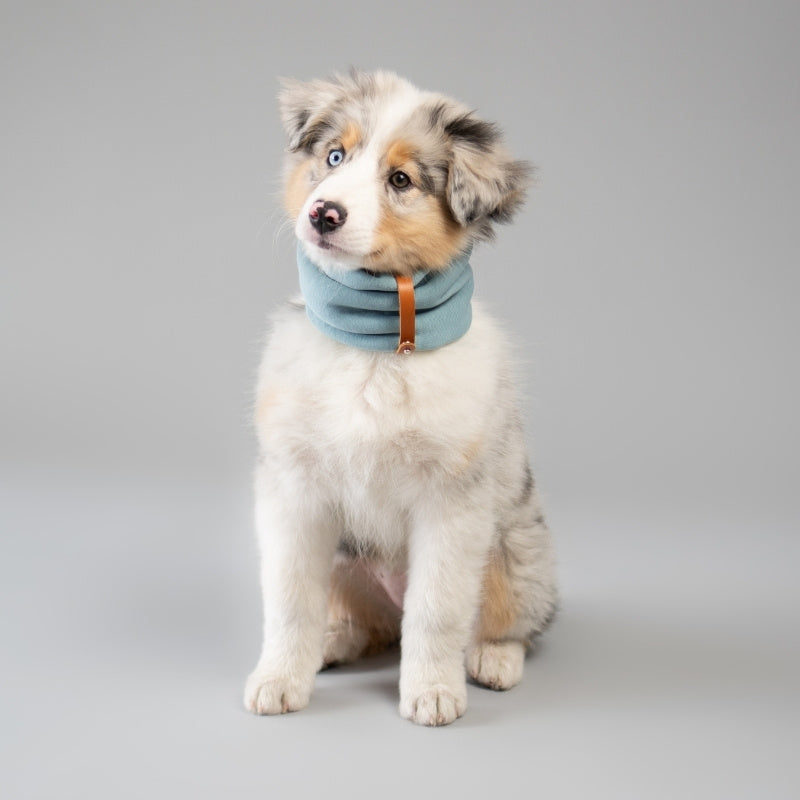 Tour de Cou pour Chien Haut de Gamme