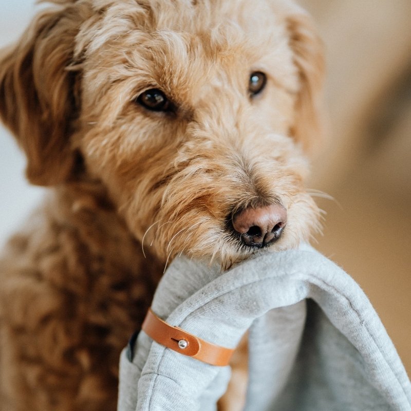 INKO - Tour de cou pour chien