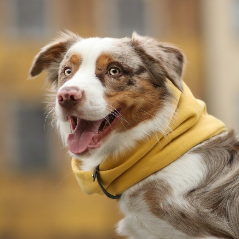 INKO - Tour de cou pour chien