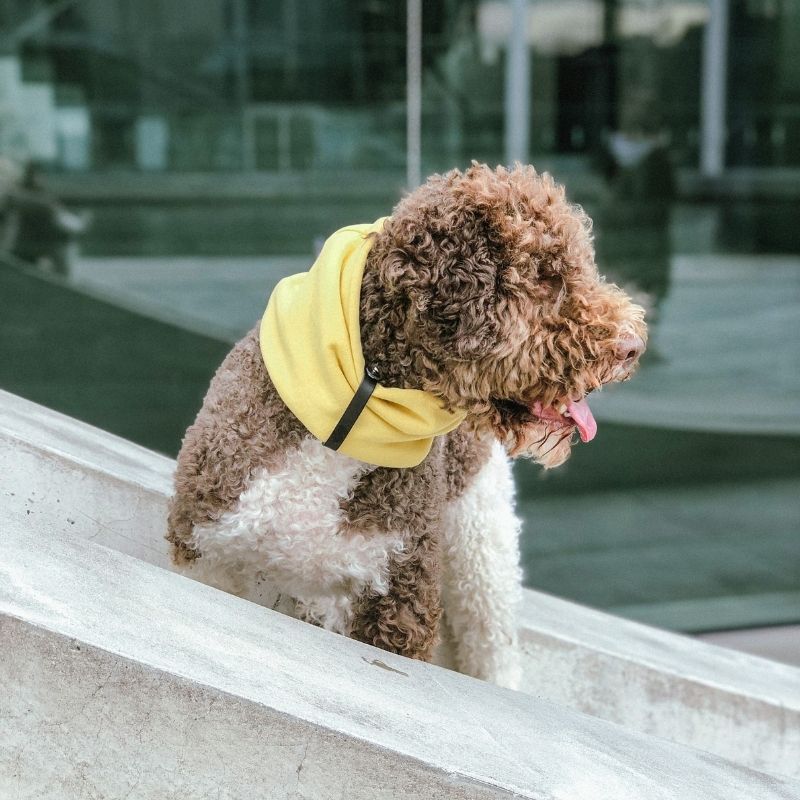 INKO - Tour de cou pour chien