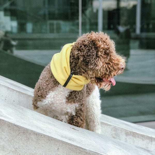 INKO - Tour de cou pour chien