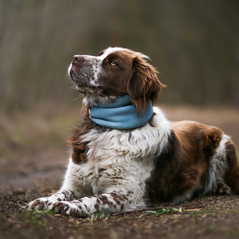 INKO - Tour de cou pour chien
