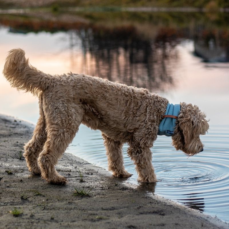 INKO - Tour de cou pour chien