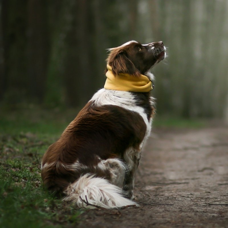 INKO - Tour de cou pour chien