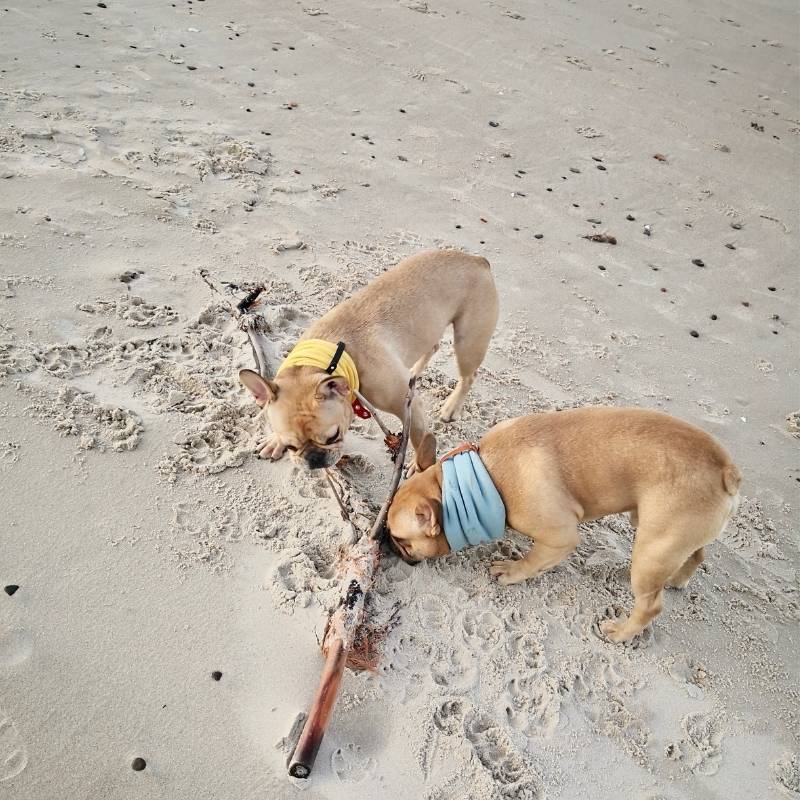 INKO - Tour de cou pour chien