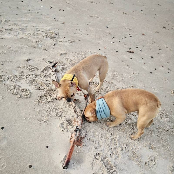 INKO - Tour de cou pour chien