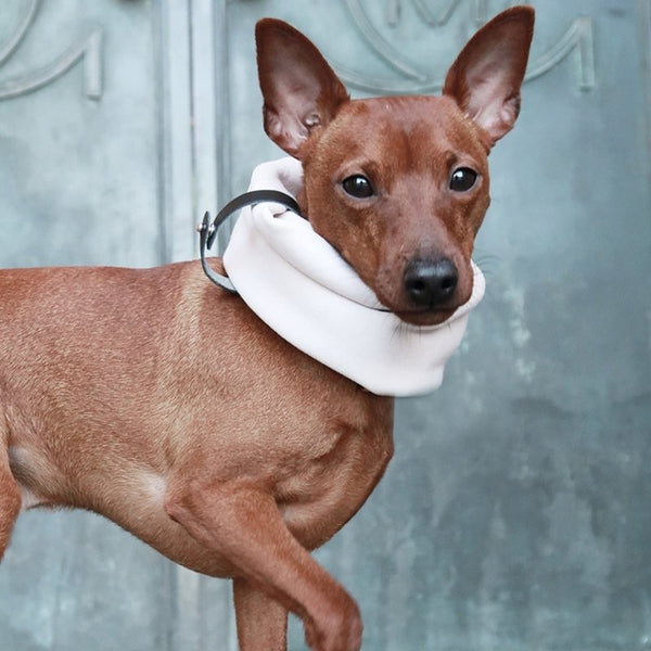 INKO - Tour de cou pour chien