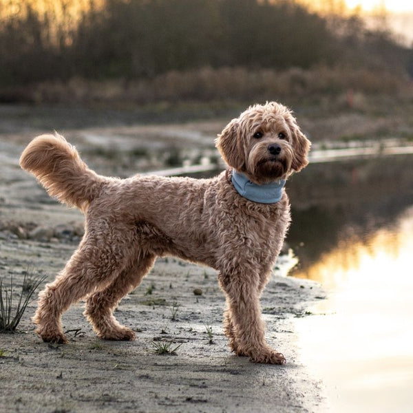 INKO - Tour de cou pour chien