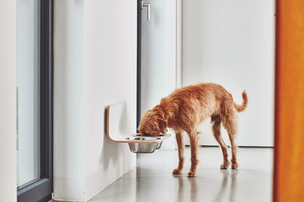 ARCO — Porte-gamelle mural design pour chien gris