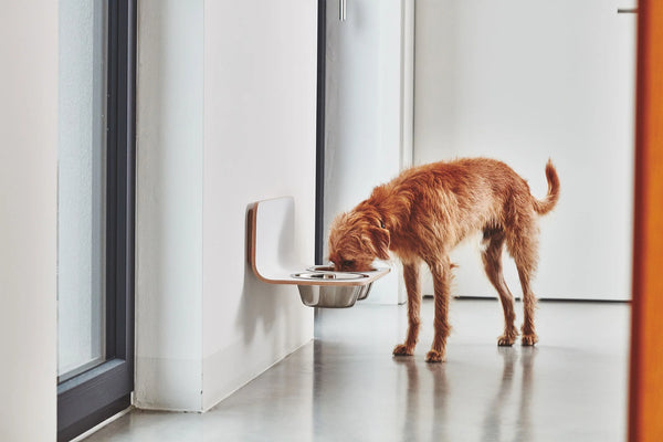 ARCO — Porte-gamelle mural design pour chien gris