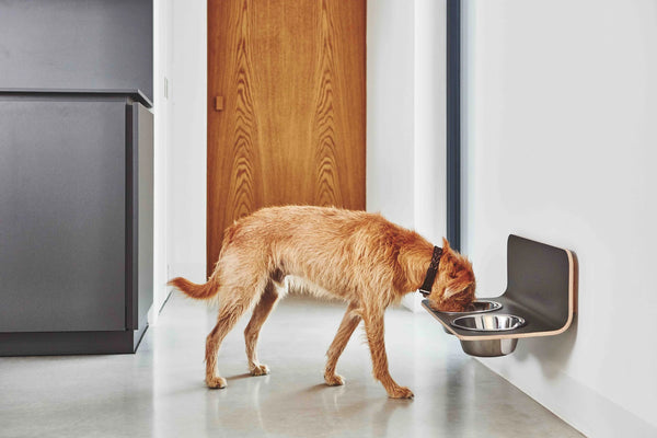 ARCO — Porte-gamelle mural design pour chien gris