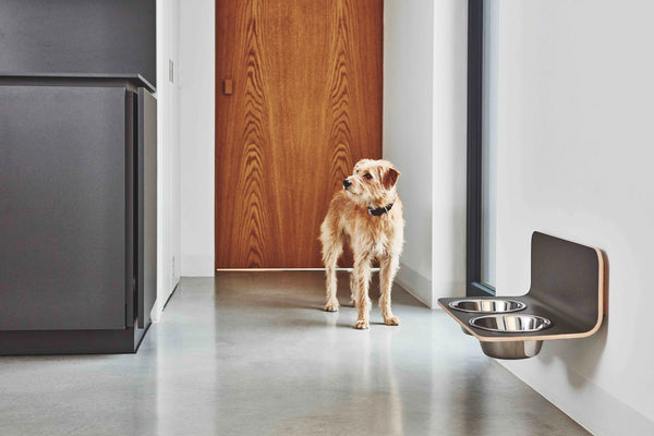 ARCO — Porte-gamelle mural design pour chien gris