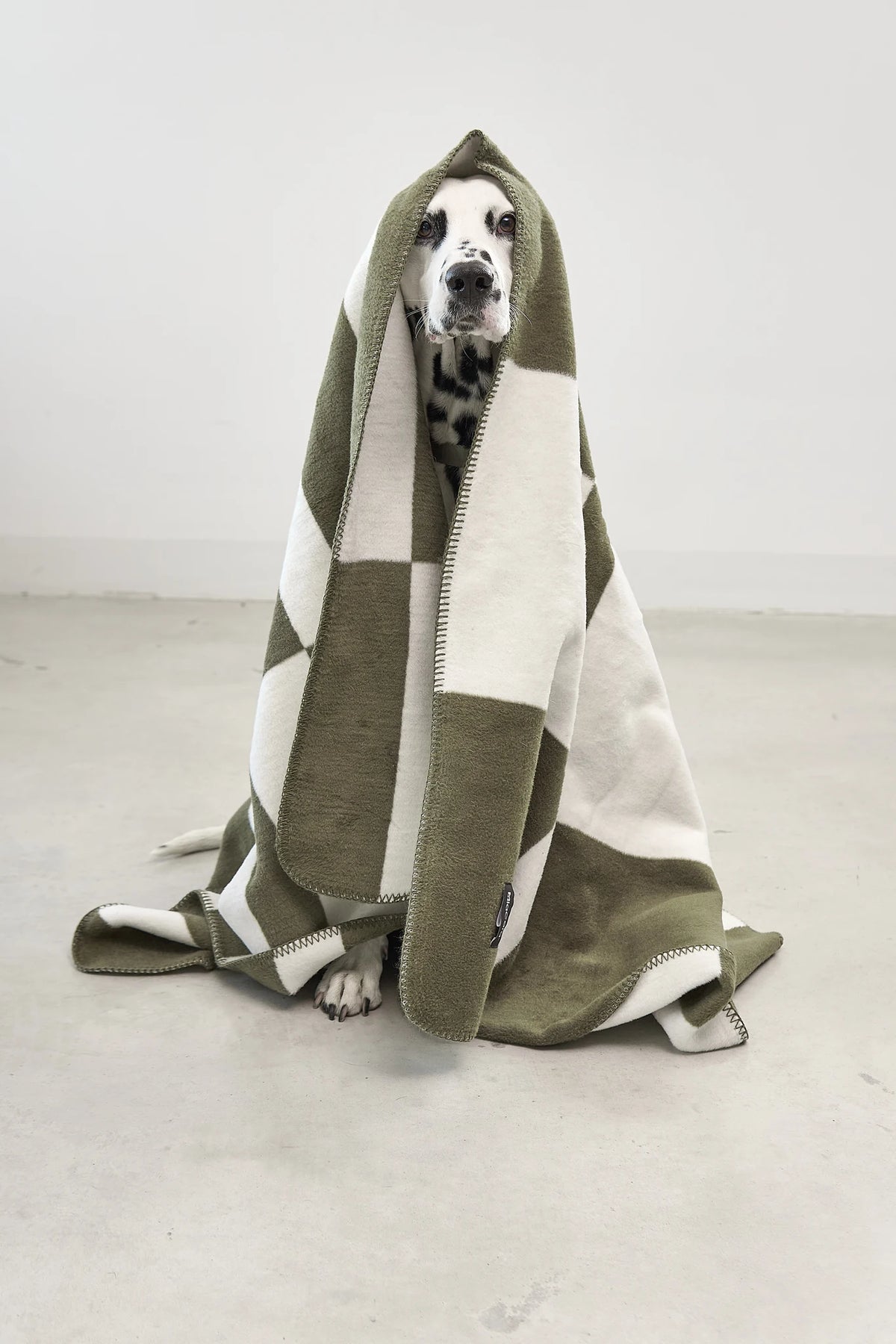 Blocco – dalmatien enveloppé dans le plaid vert olive – Maison Canisya
