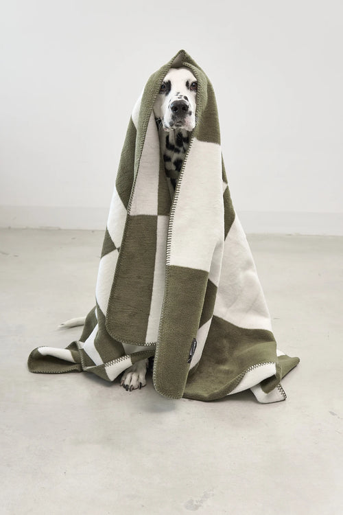 Blocco – dalmatien enveloppé dans le plaid vert olive – Maison Canisya