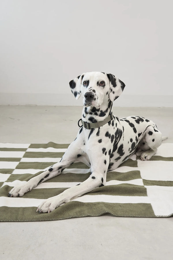 BLOCCO — Le plaid en coton à motif blocs pour chien
