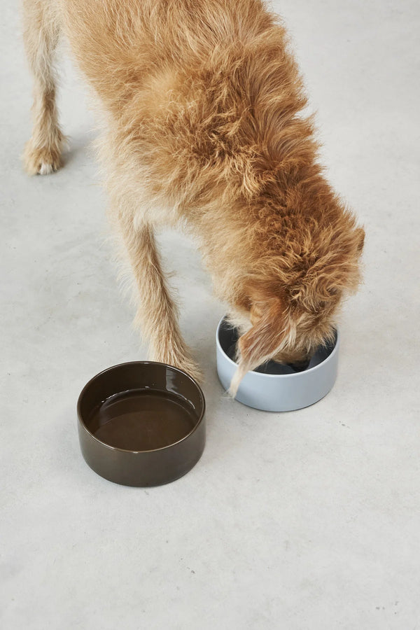 SCODELLA — Gamelle en porcelaine design pour chien