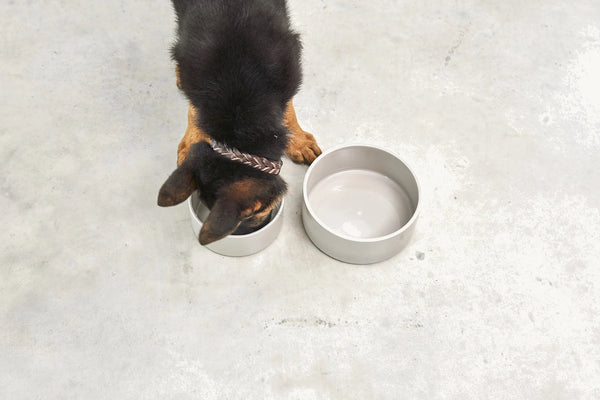 SCODELLA — Gamelle en porcelaine design pour chien