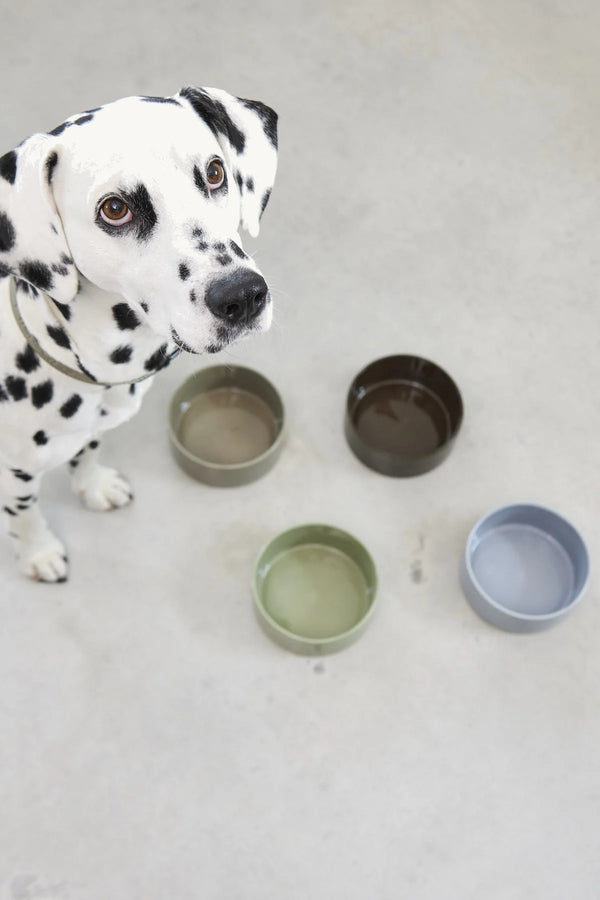 SCODELLA — Gamelle en porcelaine design pour chien