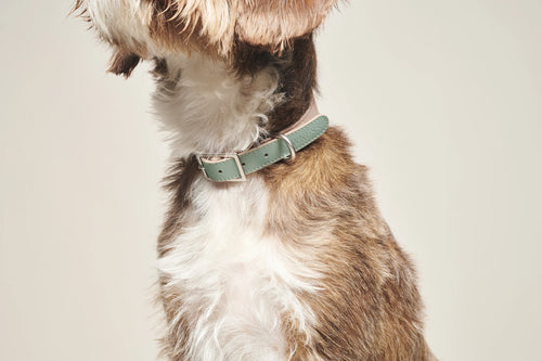 Collier Azur – portrait rapproché d'un chien au poil long, collier vert sauge – Maison Canisya