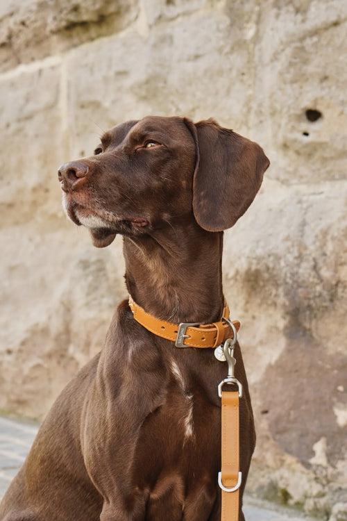 Collier Bergamo – détail de la boucle acier inoxydable et du cuir camel sur le cou du chien – Maison Canisya 