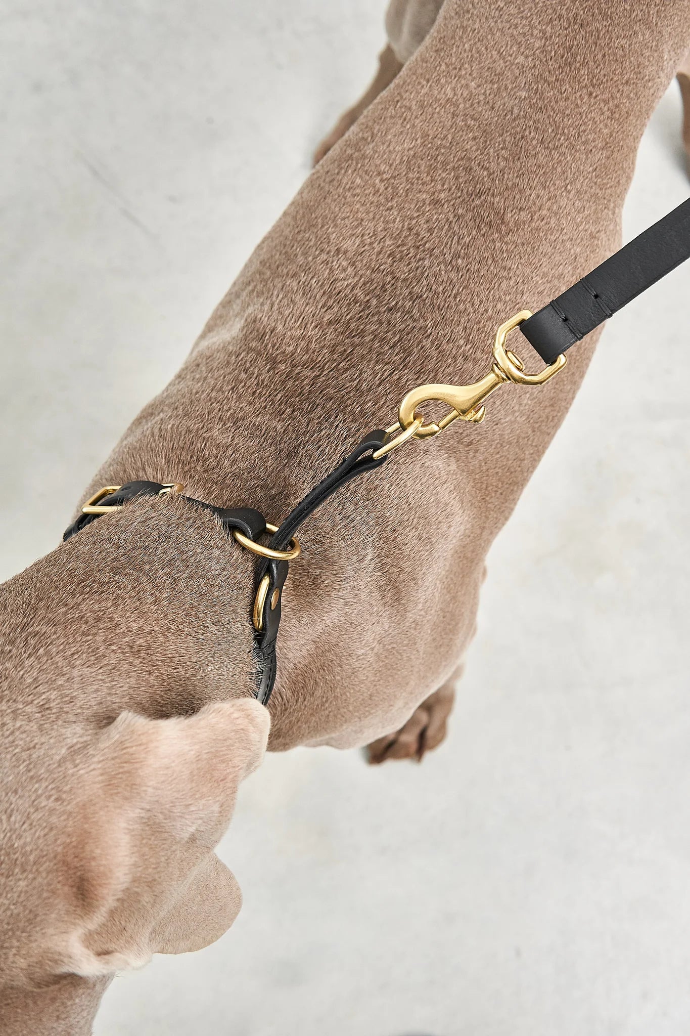 Collier Fano – détail de la quincaillerie en laiton et de l'anneau coulissant sur le cou du chien – Maison Canisya