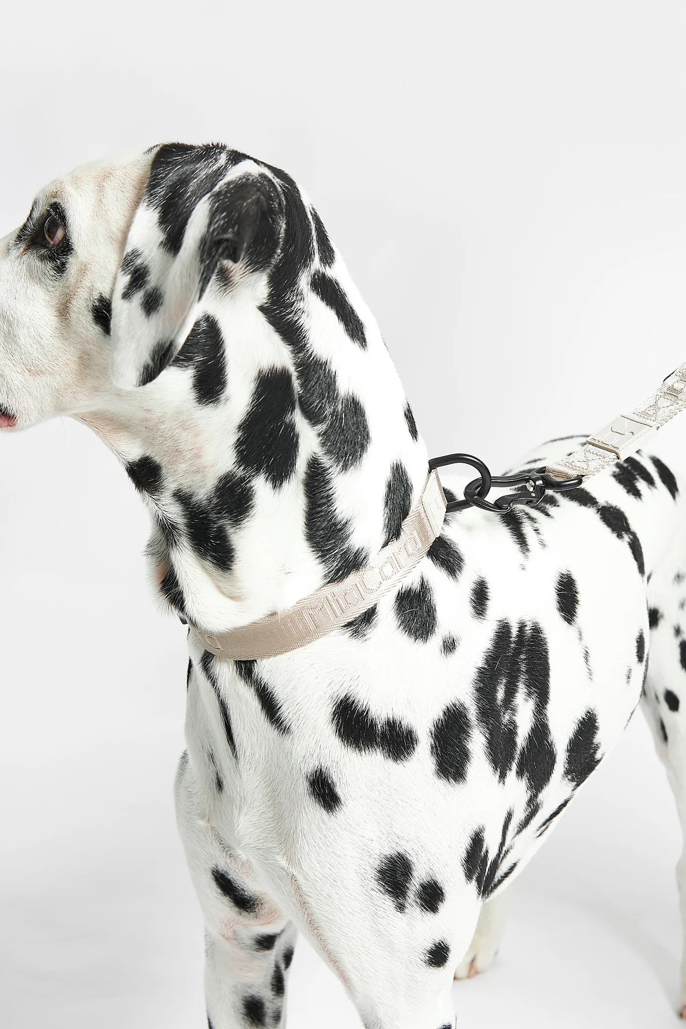 Collier Modena Walk Greige porté par un dalmatien, vue de profil – Maison Canisya