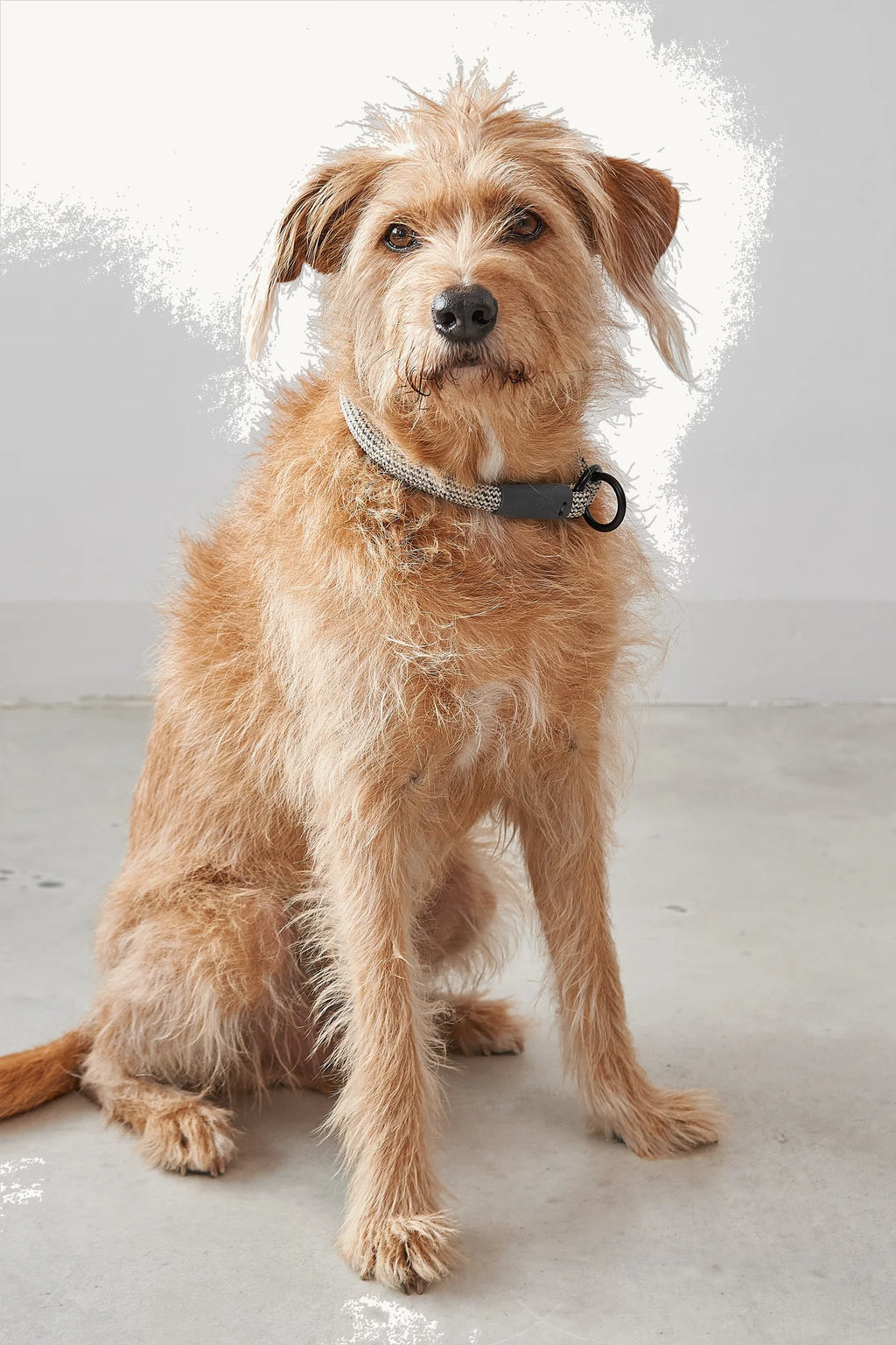 Terrier poilu portant le collier Monza Slip en portrait, fond studio blanc — Maison Canisya