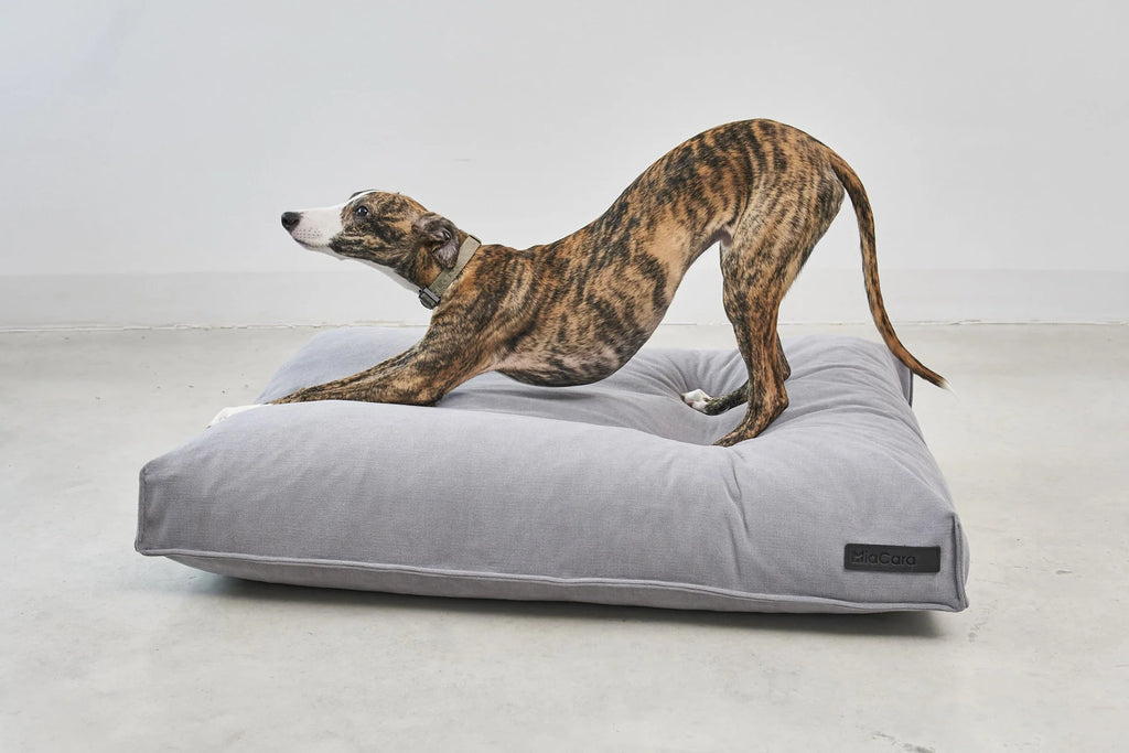 Comodo Coussin – coussin pour chien gris ardoise avec whippet debout dessus – Maison Canisya