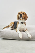 Comodo Housse Coussin – housse de coussin greige avec beagle face caméra – Maison Canisya