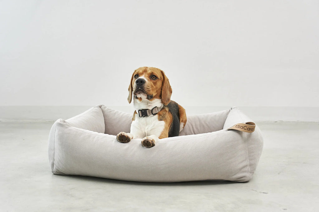 Comodo – lit pour chien greige avec beagle regardant au loin – Maison Canisya