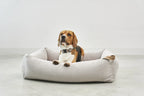Comodo – lit pour chien greige avec beagle regardant au loin – Maison Canisya