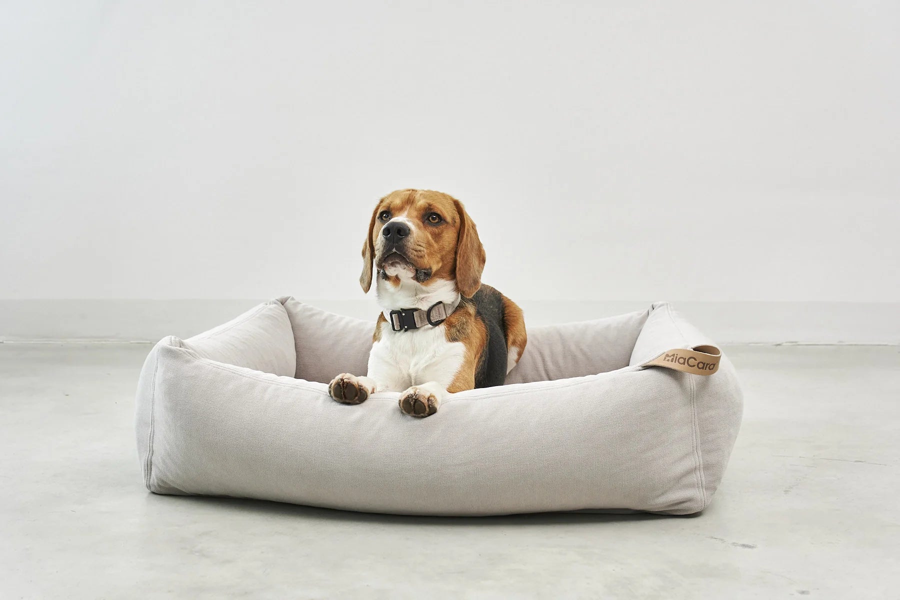 Comodo – lit pour chien greige avec beagle regardant au loin – Maison Canisya
