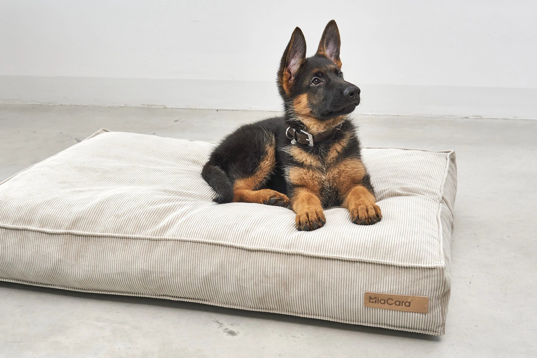 Coussin Cordo pour chien – chiot berger allemand allongé – Maison Canisya