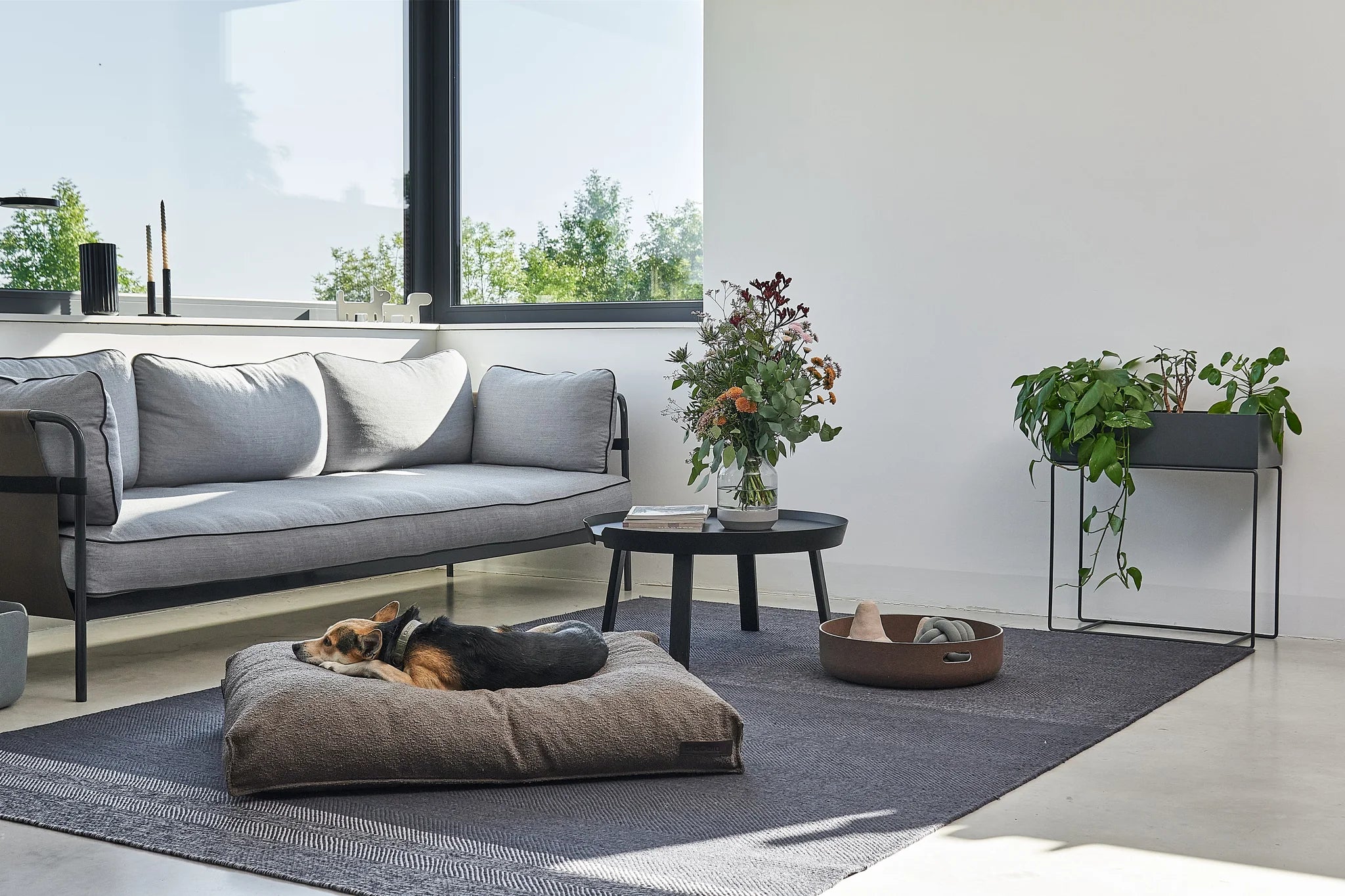 Coussin chien Mondo chocolat — Corgi endormi dans un intérieur design — Maison Canisya
